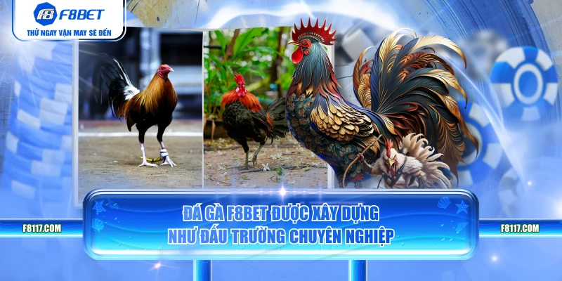 Đá gà F8BET được xây dựng như đấu trường chuyên nghiệp