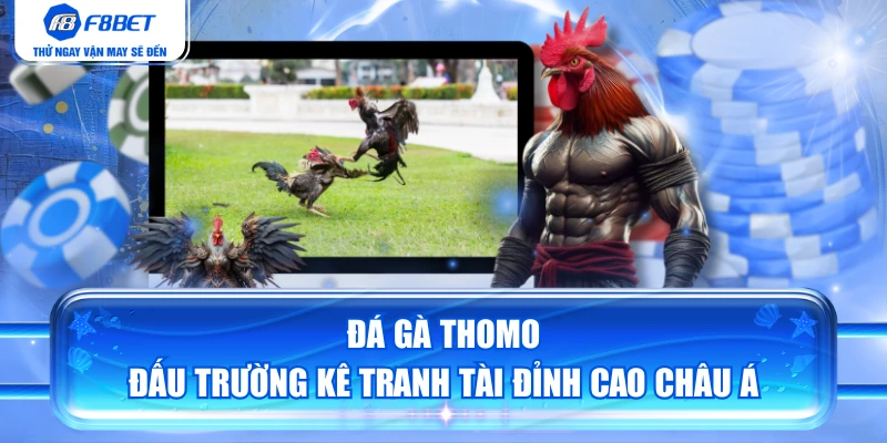 Đá Gà Thomo - Đấu Trường Kê Tranh Tài Đỉnh Cao Châu Á